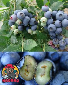 Mứt Việt Quất LerMao 1kg